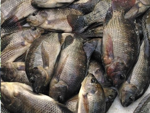 റെഡ് ബെല്ലി മത്സ്യങ്ങള്‍ 