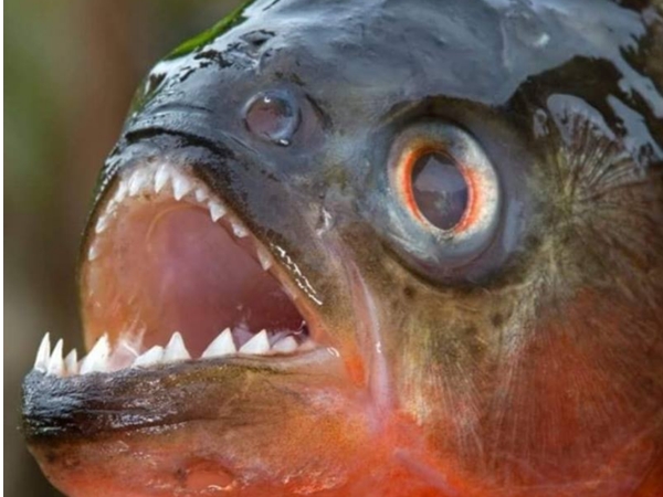 വലിയ മത്സ്യങ്ങള്‍