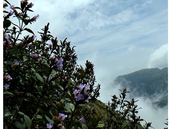 neelakurinji- neelakurinji-