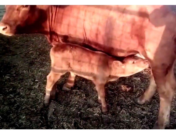  ചുവന്ന പശുക്കുട്ടി