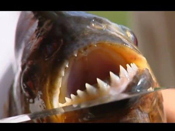 കൂട്ടത്തോടെ 