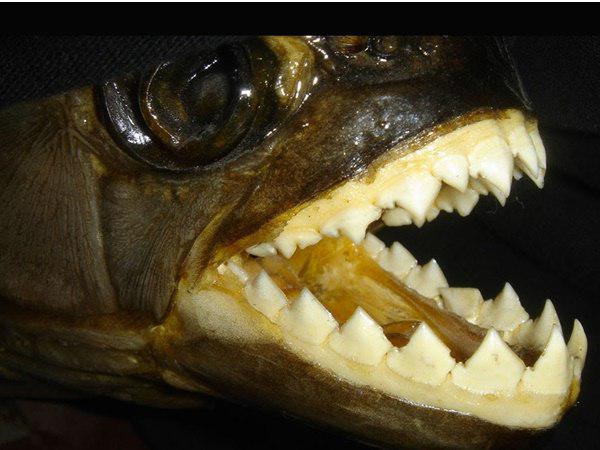 പാക്കു മത്സ്യങ്ങള്‍