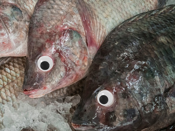 മത്സ്യത്തിന്റെ പഴക്കം