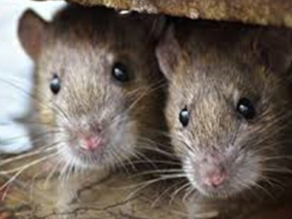 ദുഷ്‌പ്രചരണങ്ങൾക്ക് ചെവി കൊടുക്കരുത്