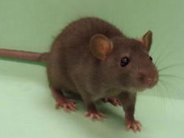 എലിവിഷം പാടില്ല