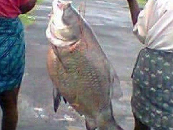 മത്സ്യസമ്പത്ത്