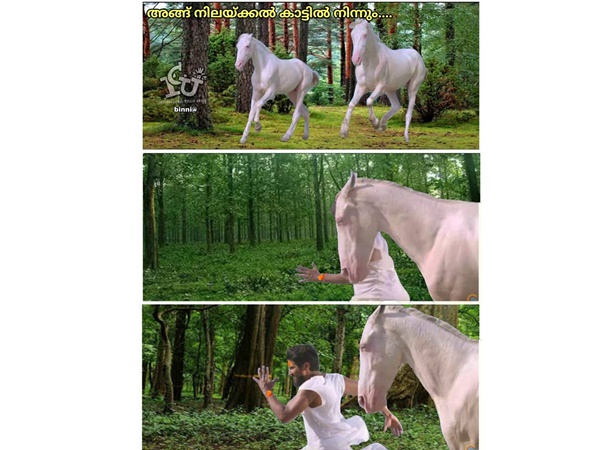 കാട്ടുകുതിരയെ പോലും കാട്ടുകുതിരയെ പോലും