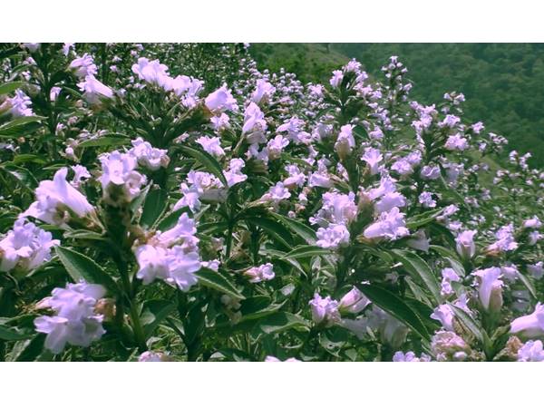 neelakkurinji11-15 neelakkurinji11-15