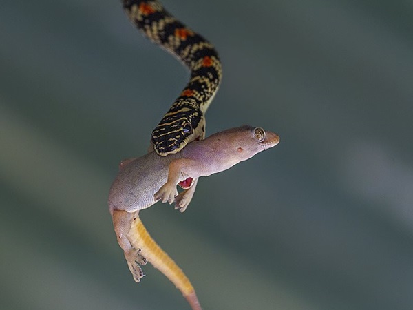 ചെറിയ വിഷപല്ലുകള്‍