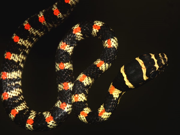 ശാസ്ത്രീയനാമം