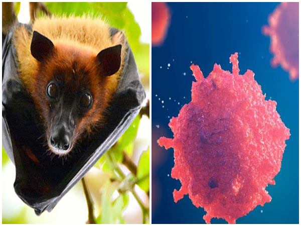 ഭിതി പരത്തി നിപ്പ