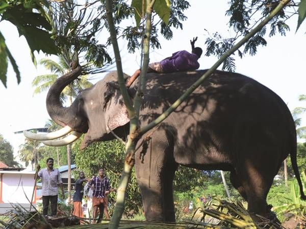 പാപ്പാനെ തുമ്പിക്കൈ കൊണ്ട് അടിച്ചു 