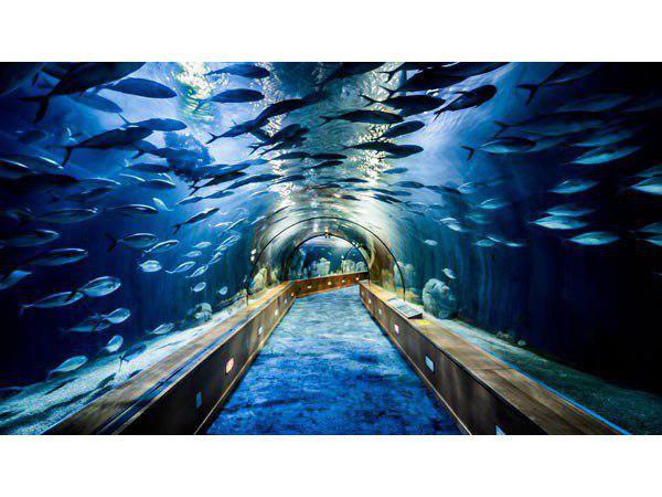 കടലിനടിയിലൂടെ