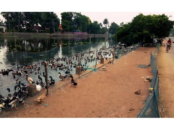  മുട്ടകളുടെ ഗുണനിലവാരം!! 