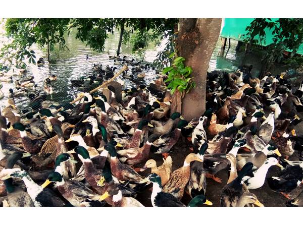  താറാവ് കുഞ്ഞുങ്ങള്‍ ചത്തൊടുങ്ങുന്നു 