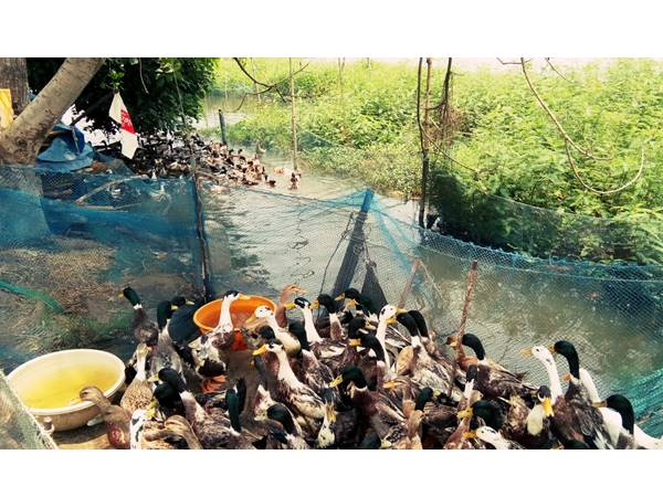  വെല്ലുവിളി കോഴിത്തീറ്റകള്‍!!