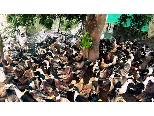 ഹാച്ചറികളും പ്രതിസ്ഥാനത്ത്!! 