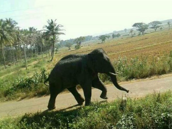 താല്‍ക്കാലിക ആനപ്പന്തി 