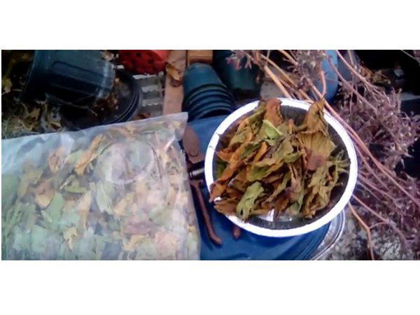  അപകട മരുന്ന്