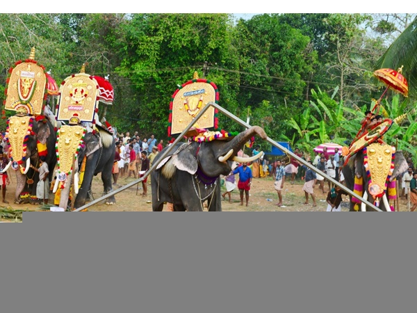 ചിറ്റഞ്ഞൂര്‍ കാവിലക്കാട് പൂരത്തിനിടെ ആനയിടഞ്ഞു