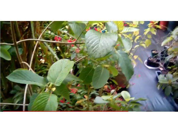 വിലക്ക്