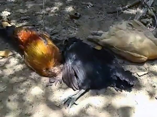  തീരദേശമേഖലയില്‍ കോഴികള്‍ ചത്തൊടുങ്ങുന്നു