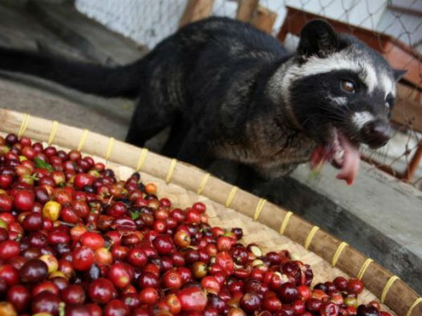 പോലീസ് പരാജയപ്പെട്ടു