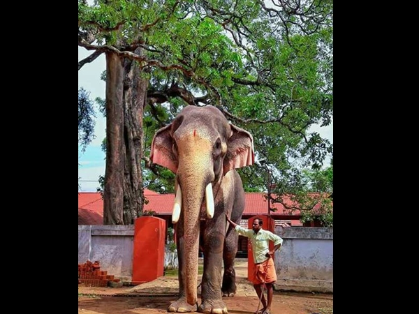 ചട്ടം വിടാതെ ചട്ടം വിടാതെ