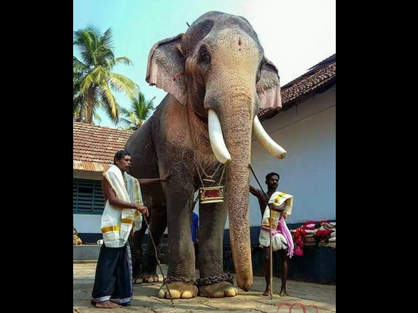 ഭഗവതിയുടെ തിടമ്പേറ്റാന്‍