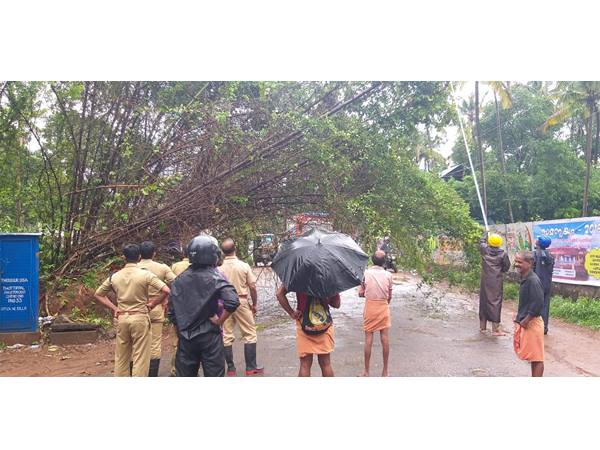 പാഴായിയില് മുളക്കൂട്ടം റോഡിലേക്ക് വീണു പാഴായിയില് മുളക്കൂട്ടം റോഡിലേക്ക് വീണു