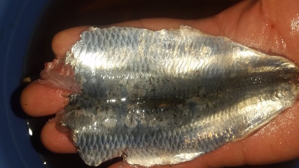 വില കത്തിക്കയറി