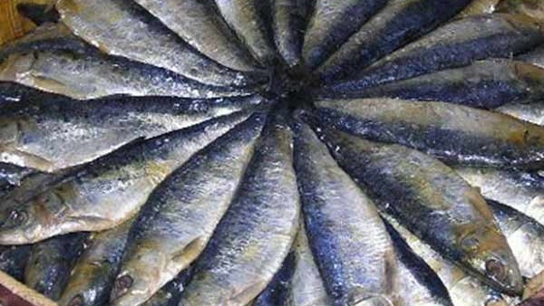 കാലാവസ്ഥാ വ്യതിയാനം