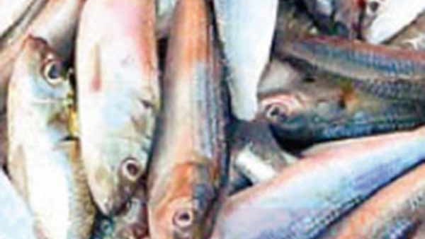 മഴ തുടങ്ങിയിട്ടും