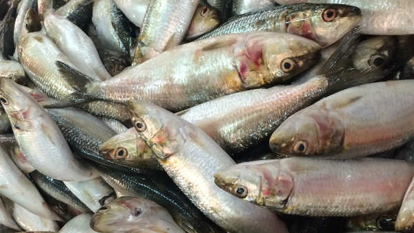 പാവപ്പെട്ടവന്റെ മത്സ്യം