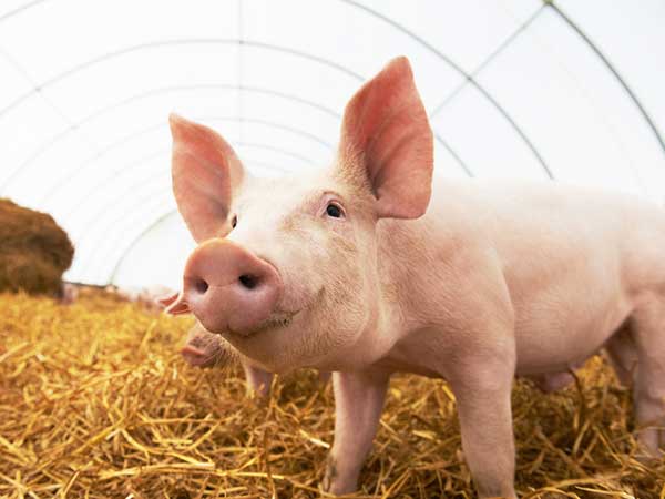 എന്താണ് നിപ്പാ വൈറസ്? 