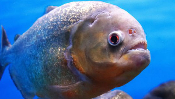 പിരാന മല്‍സ്യങ്ങള്‍