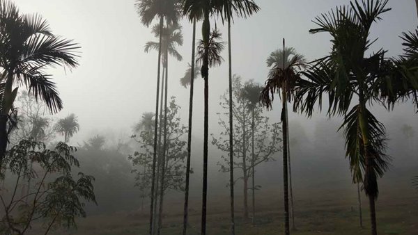9299 വിദേശ വിനോദ സഞ്ചാരികള് വയനാടിലെത്തി 9299 വിദേശ വിനോദ സഞ്ചാരികള് വയനാടിലെത്തി
