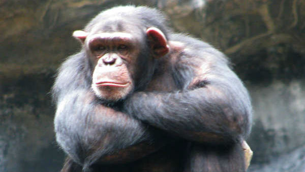 ഹാം എന്ന ചിമ്പാന്‍സി