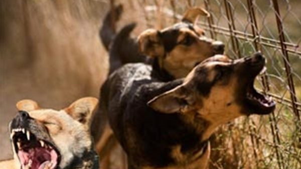 ആരേയും അടുപ്പിക്കാതെ നായ്ക്കള്‍