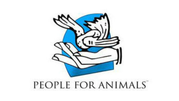 പാവം പട്ടി