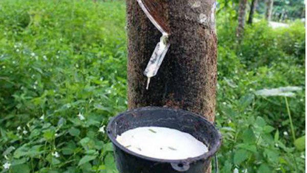 റബ്ബർ കർഷകർക്ക്