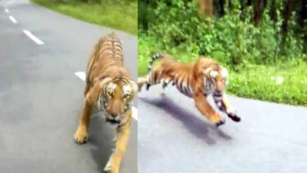 tigerforest-1