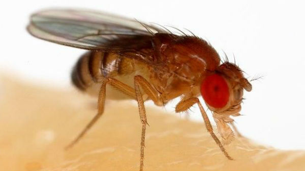 പഴ ഈച്ചകള്‍