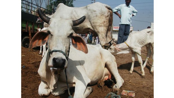 പാൽ കുടിച്ചാൽ ബുദ്ധശക്തി കൂട്ടും... പാൽ കുടിച്ചാൽ ബുദ്ധശക്തി കൂട്ടും...