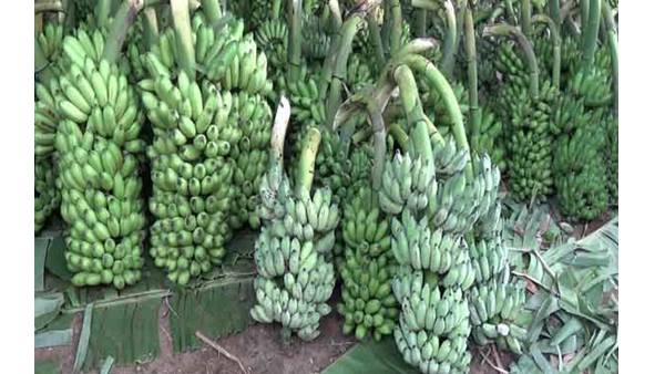 ലോകത്തിലെ 10 വിളകളിൽ ഒന്ന് ലോകത്തിലെ 10 വിളകളിൽ ഒന്ന്