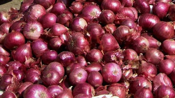 onion-15684 onion-15684