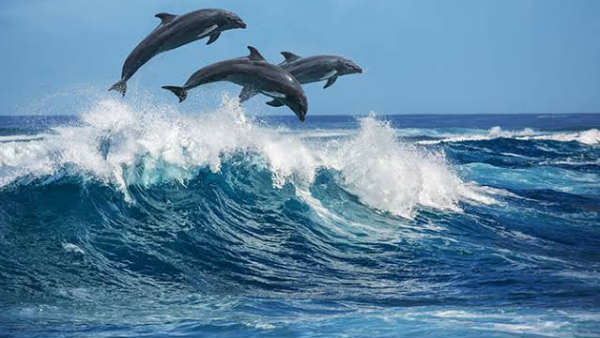 പ്രവര്‍ത്തനം ഇങ്ങനെ