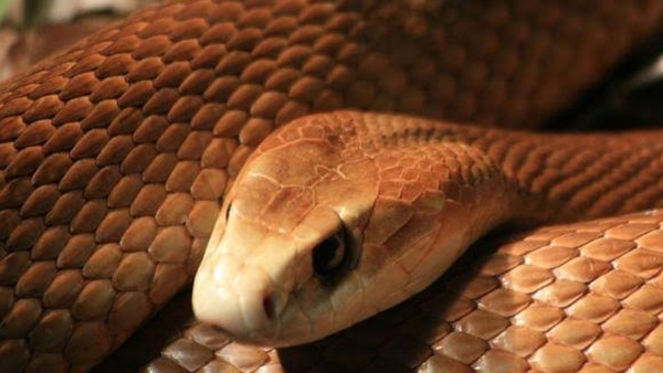 ഇഴ ജന്തുക്കൾ കയറിയിരിക്കില്ലേ