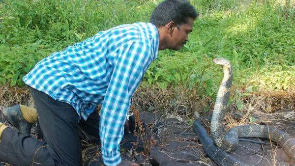 വാവ സുരേഷ് ഐസിയുവിൽ
