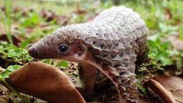 വന്യമൃഗ വ്യാപാരത്തിന് വിലക്ക് 